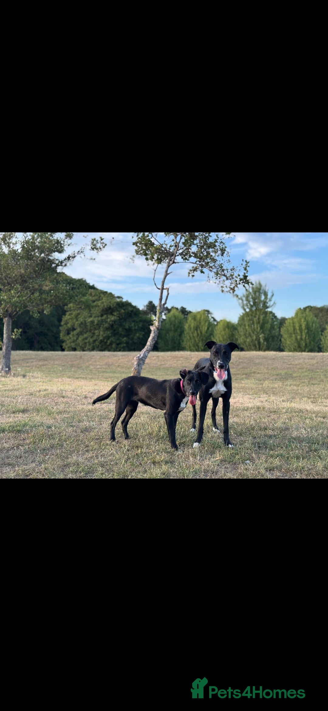 Mixed Breed dogs for sale: Puppies for sale - Advert 2