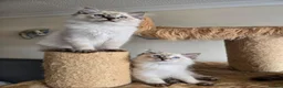 Ragdoll cats for sale: Gorgeous seal tabby male Ragdoll kittens  - Advert 4