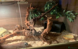 Corn Snake reptiles for sale:  Zep the cornsnake - Image 7