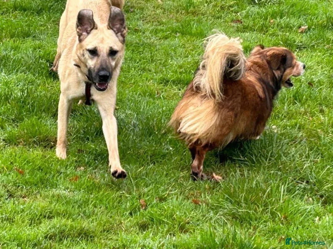 Mixed Breed dogs for adoption: Isodora - Norwich Norfolk  in Norwich - Advert 10