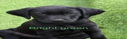 Labrador Retriever dogs for sale: Gorgeous Back & Yellow Pedigree Labradors  - Advert 9