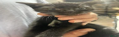 Mixed Breed Kitten 6