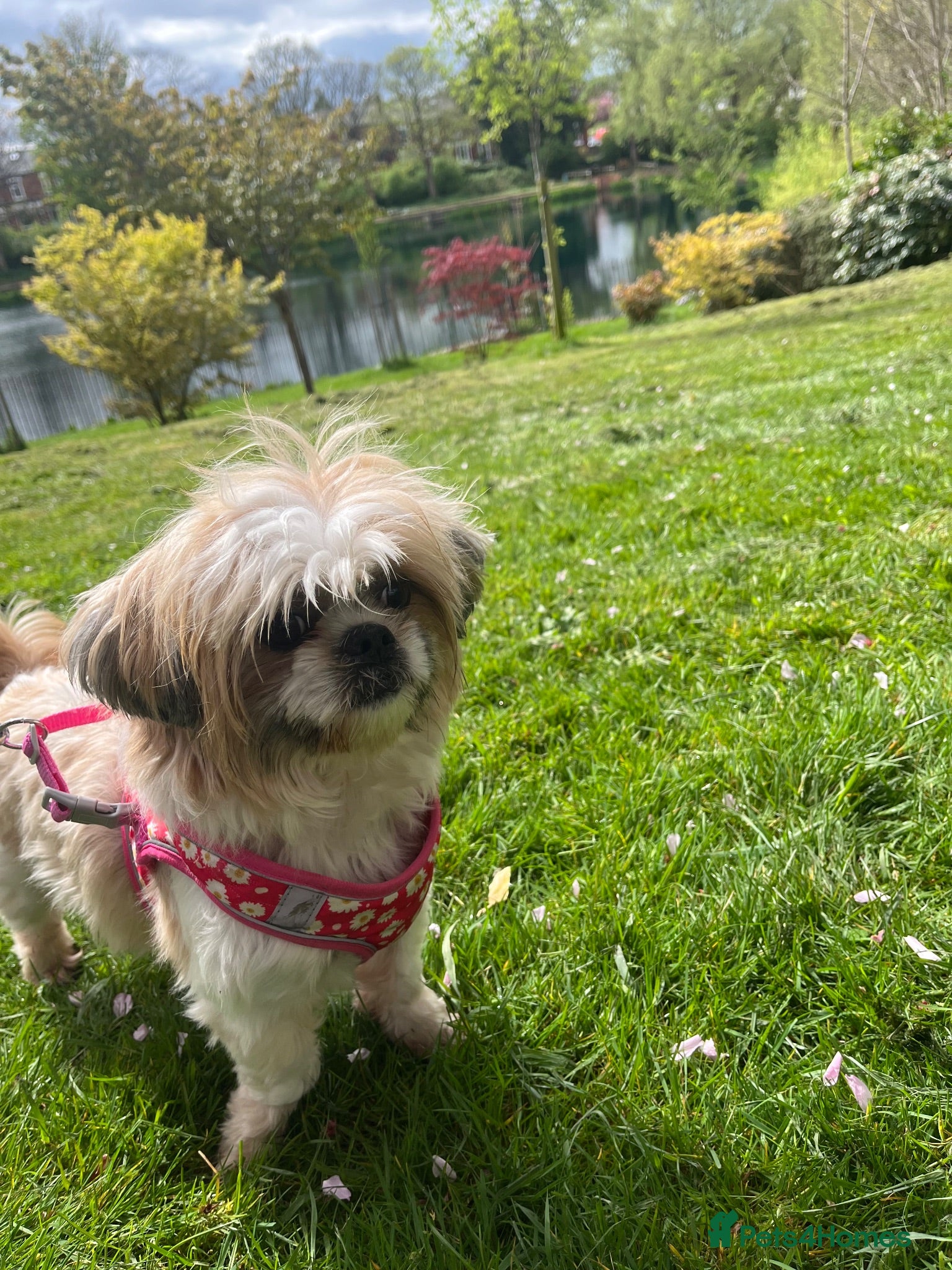 Shih Tzu dogs 🐶 Beautiful Pure Shih Tzu Puppies - Advert 7