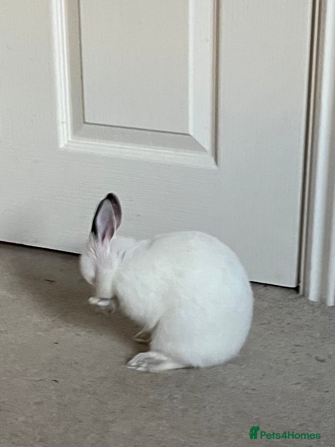 Netherland Dwarf rabbits for sale: 2 Netherlands dwarf bunnies for sale - Advert 8