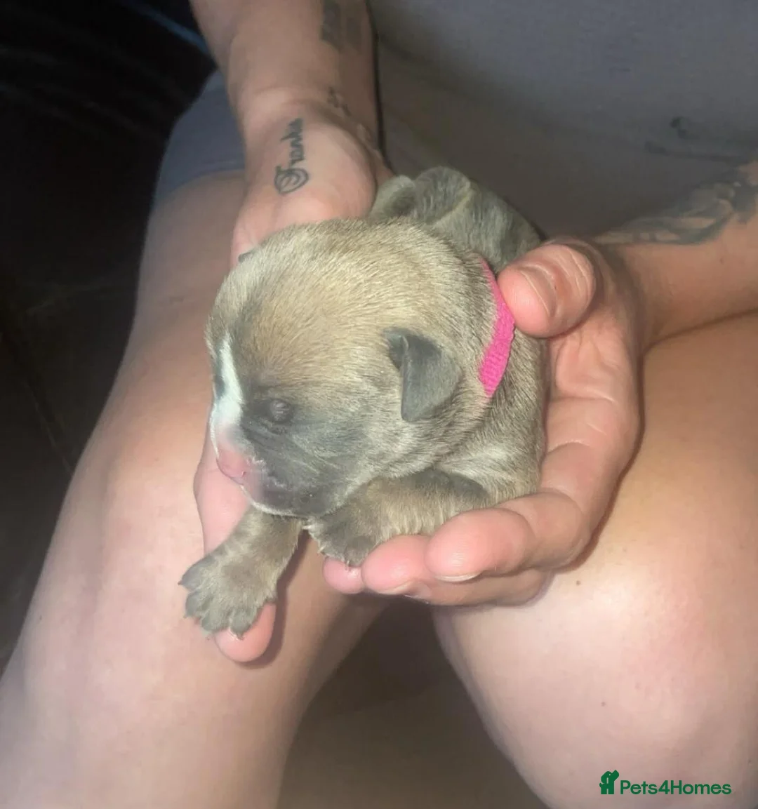 Old Tyme Bulldog dogs for sale: 5 old tyme puppies for sale.   - Advert 2