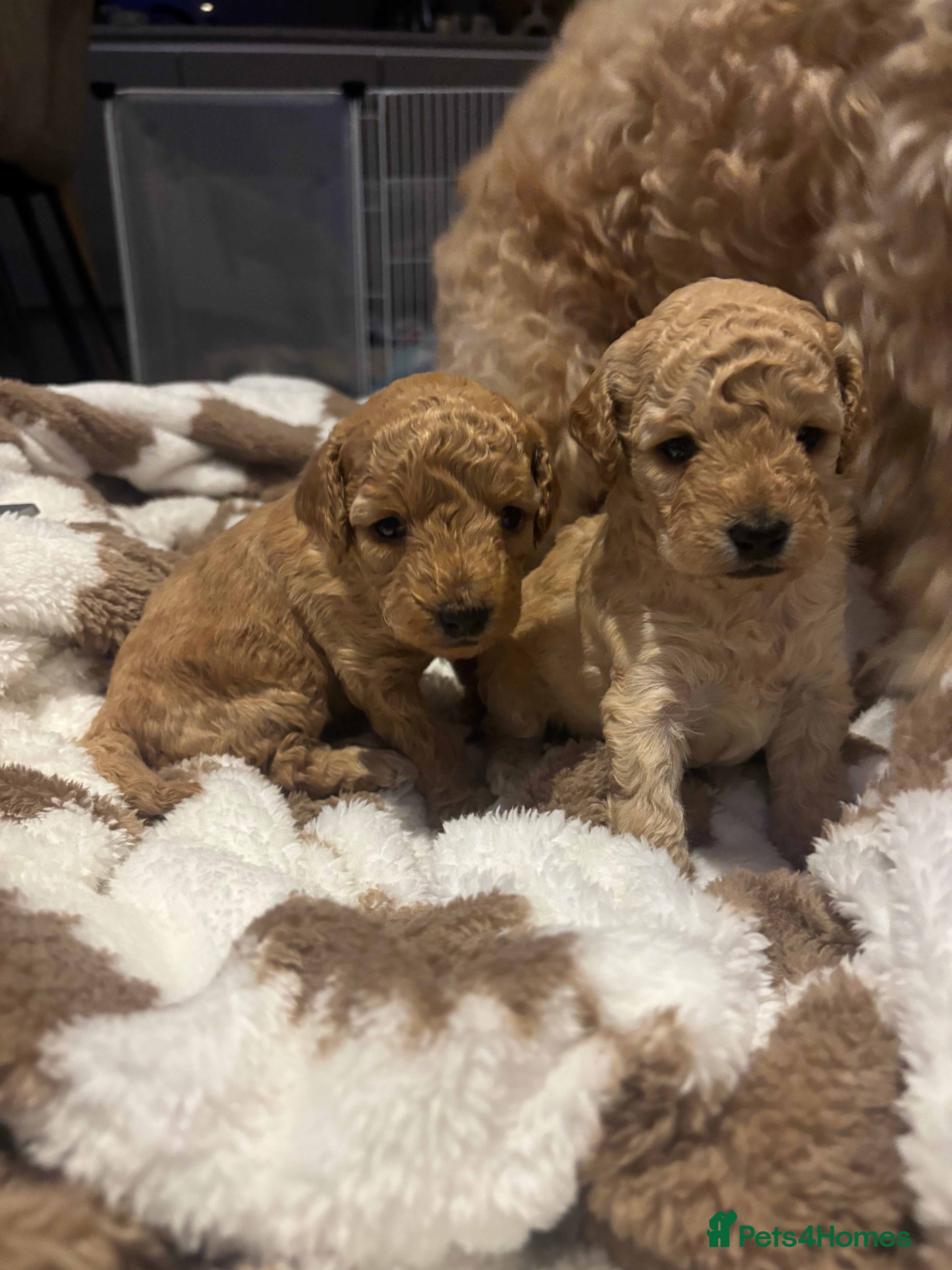 Cockapoo dogs 🎀 FLUFFY COCKAPOO PUPPIES - LAST TWO REMAINING🎀 - Advert 2