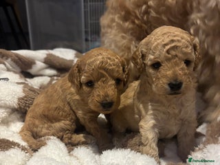 Cockapoo dogs 🎀 FLUFFY COCKAPOO PUPPIES - LAST TWO REMAINING🎀 - Advert 14