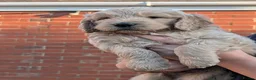 Goldendoodle dogs for sale: Golden doodles F1 in Grimsby - Advert 13