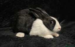 Dutch rabbits for sale: Beautiful Dutch boy  - Image 3