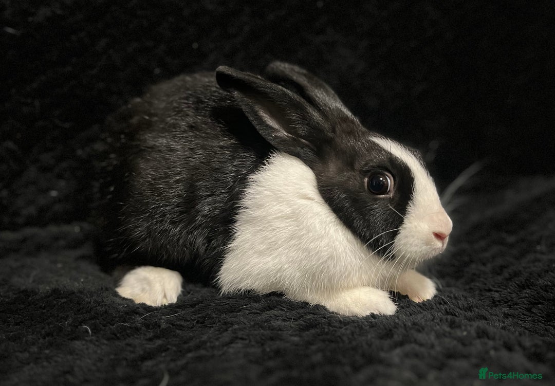 Dutch rabbits for sale: Beautiful Dutch boy  - Image 3