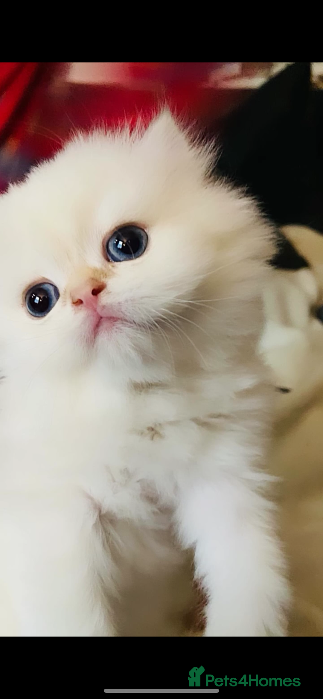British Longhair cats for sale: 🐾🤩❤️Gold Angels - tiny stars 🐾❤️🐱 - Image 6