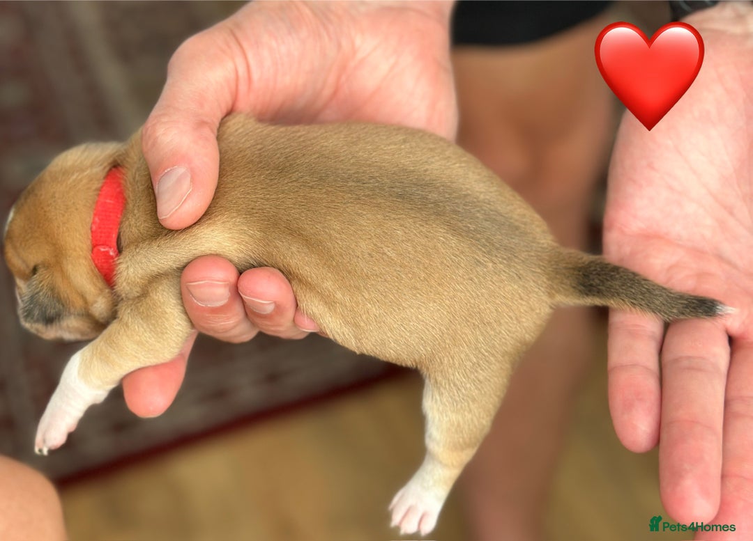 Chihuahua dogs for sale: 6 Gorgeous Chihuahua Puppies 🐶💙🩷🩷🩷🩷💙  - Image 10