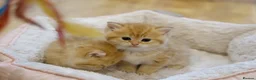 British Shorthair cats for sale: Gorgeous BSH golden kittens pedigree TICA - Advert 16