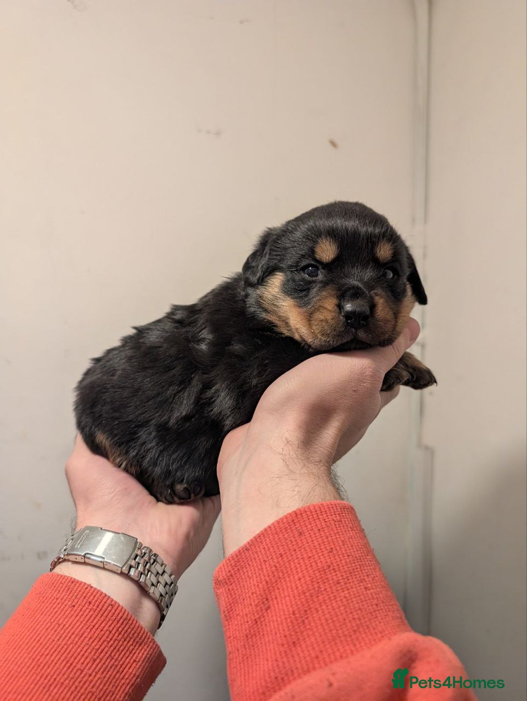 Rottweiler dogs for sale: 🐶 KC Rottweiler Puppies – German ADRK Bloodlines - Advert 21