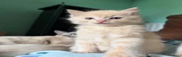 Mixed Breed cats for sale: 2 Gorgeous Ragdoll X Kittens, READY NOW! - Advert 4