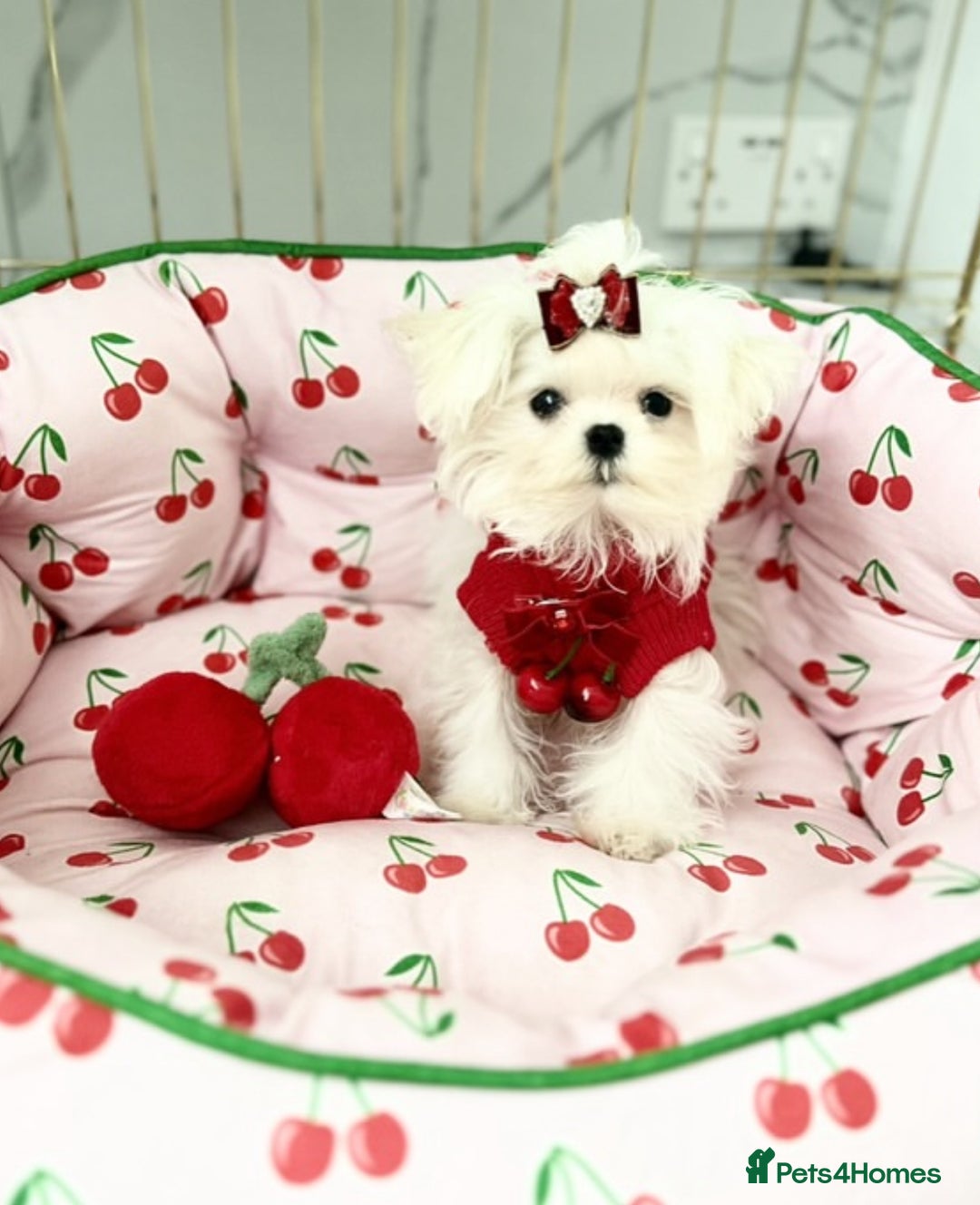 Maltese dogs for sale: ⭐️Tiny Korean Maltese ⭐️Ready NOW ⭐️ - Image 7