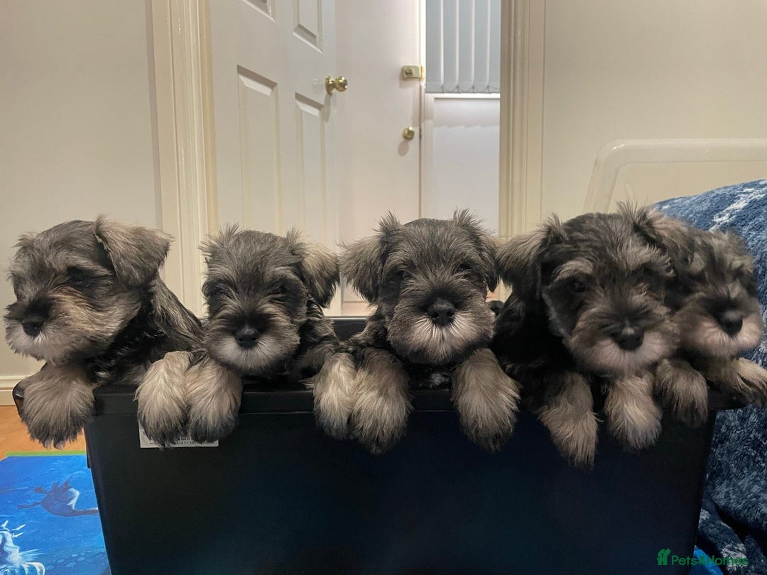 Miniature Schnauzer dogs for sale: Miniature Schnauzers Puppies - Image 6