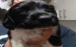 English Springer Spaniel dogs for sale: Working bred KC English Springer Spaniels puppies  - Image 37