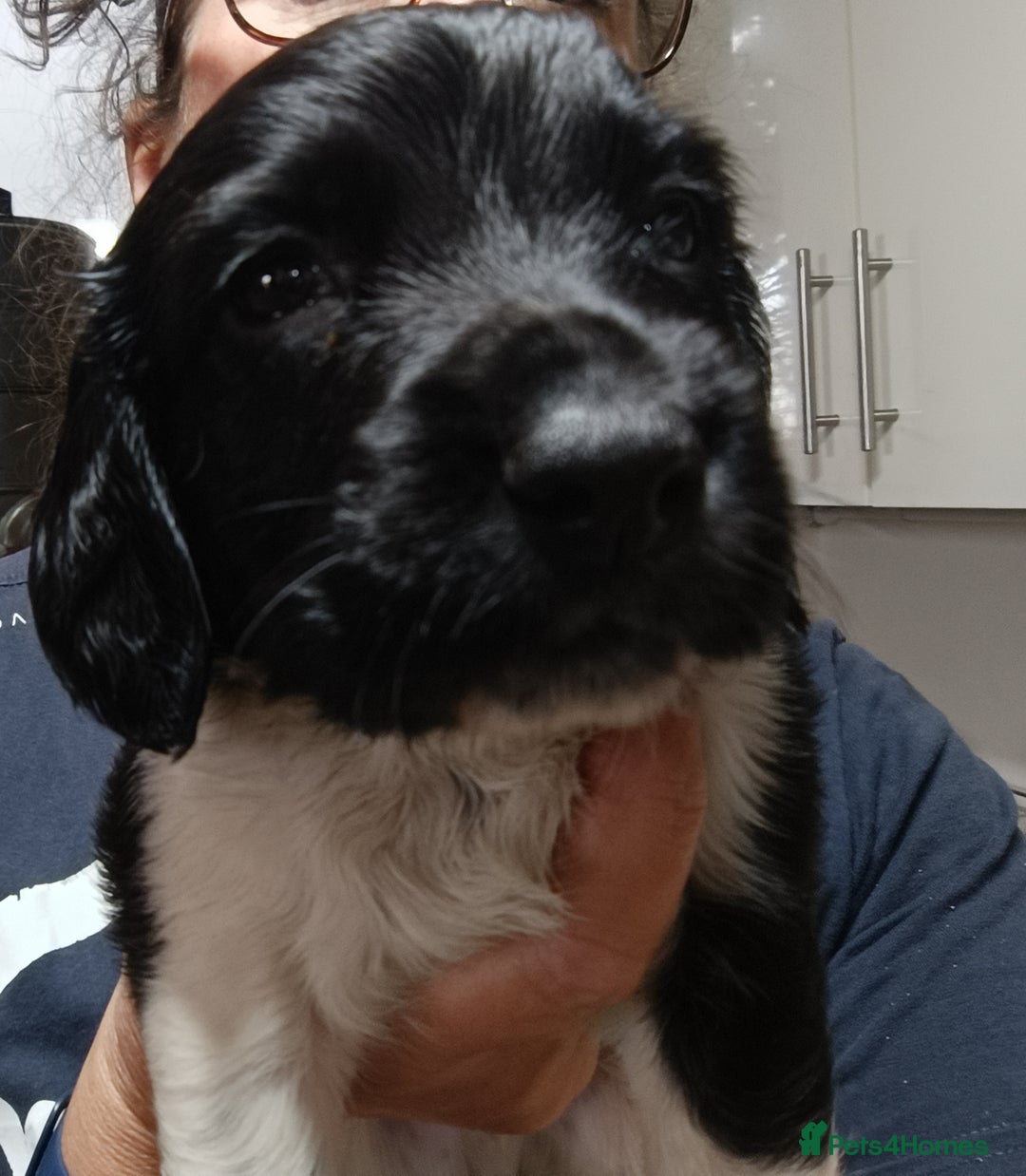 English Springer Spaniel dogs for sale: Working bred KC English Springer Spaniels puppies  - Image 37
