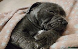 Staffordshire Bull Terrier dogs for stud: 🥇 KC Stafford Stud – Elite Line, Loving Nature - Image 18