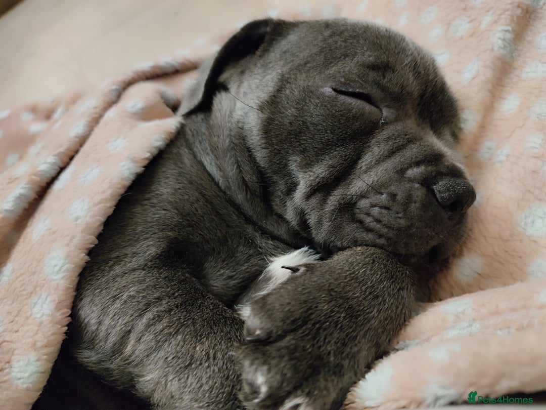 Staffordshire Bull Terrier dogs for stud: 🥇 KC Stafford Stud – Elite Line, Loving Nature - Image 18
