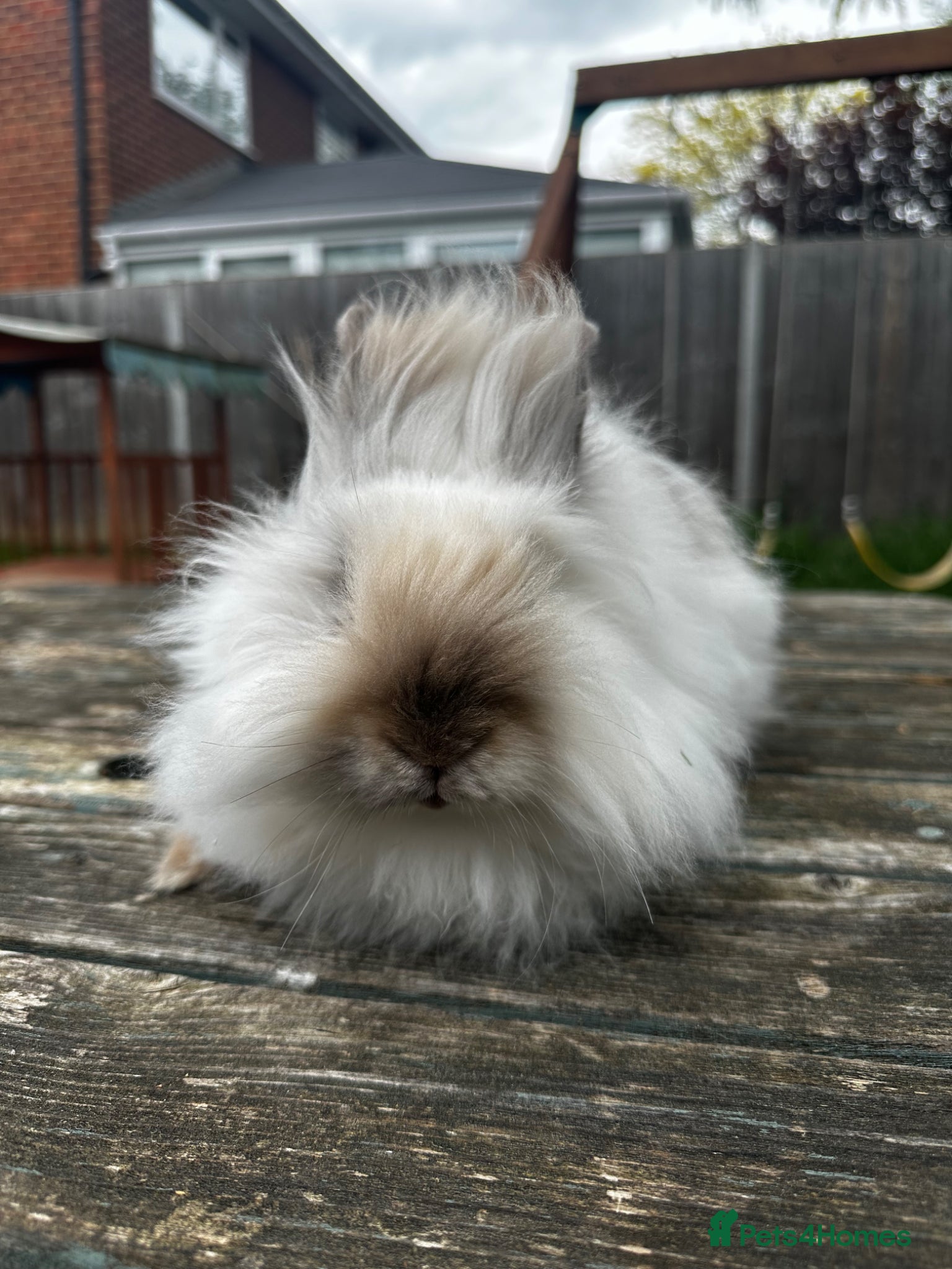 Angora rabbits Teddy Dwerg Male Litter Trained & Child Friendly - Advert 2