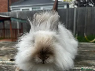 Angora rabbits Teddy Dwerg Male Litter Trained & Child Friendly - Advert 3