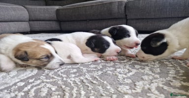 Mixed Breed dogs - Advert 10