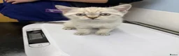 British Shorthair cats for sale: Amazing British Shorthair kitten - Advert 5