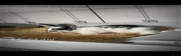Dwarf Lop rabbits for sale: Dwarf female lop in Chesterfield - Advert 2