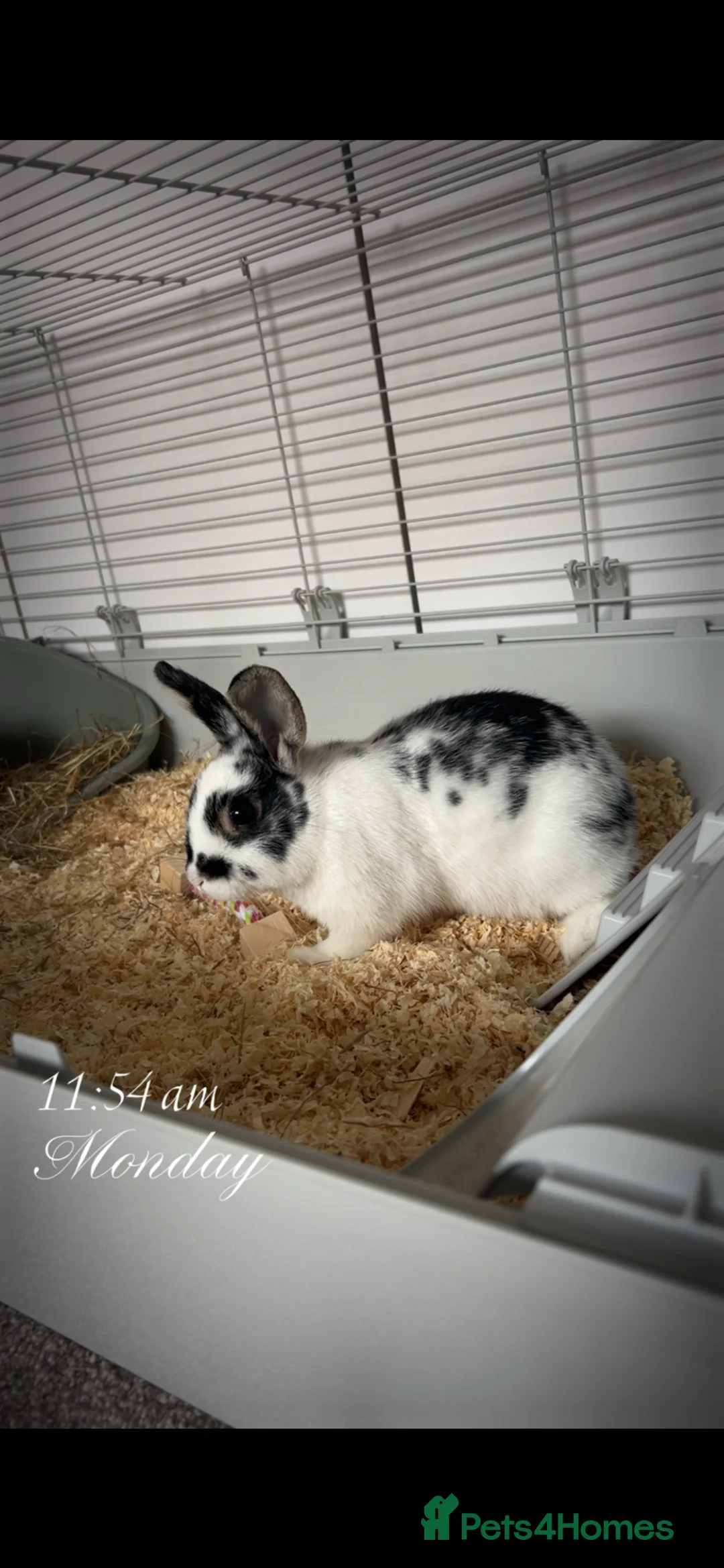 Dwarf Lop rabbits for sale: Dwarf female lop in Chesterfield - Advert 2