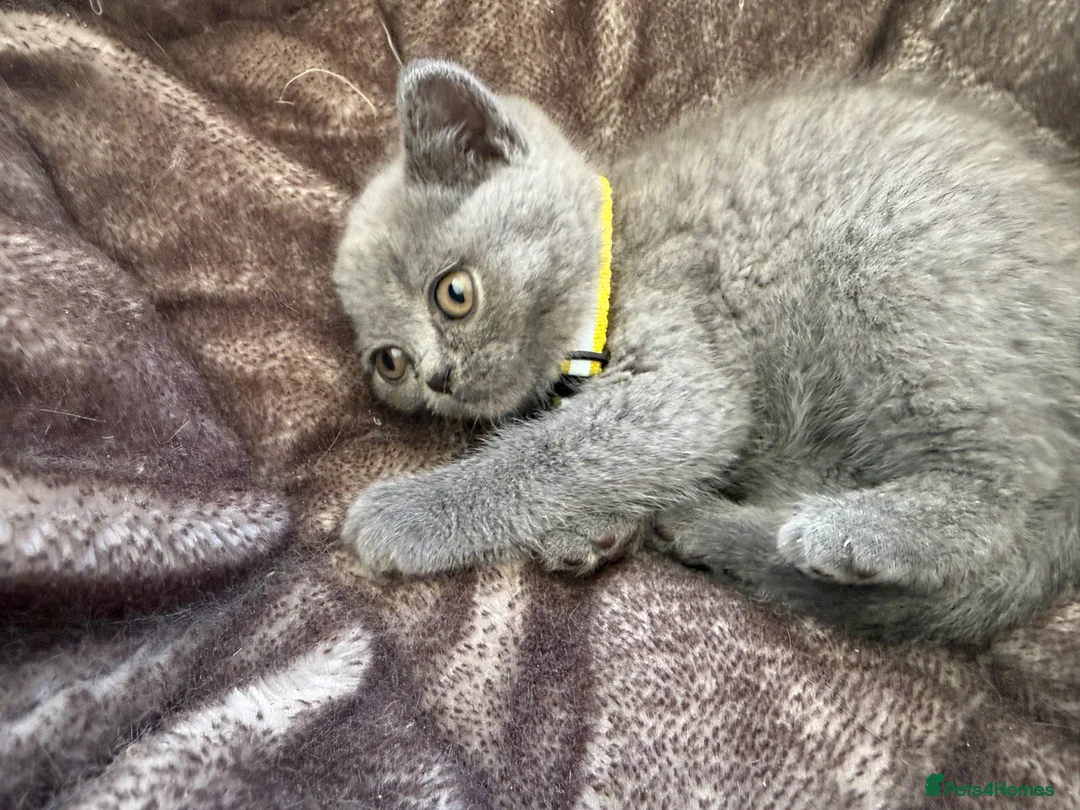 British Shorthair cats for sale: Beautiful British Shorthairs looking for a home in High Wycombe - Advert 1