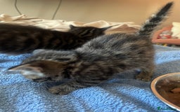 Domestic Shorthair cats for sale: Male 8 week kitten  - Image 3