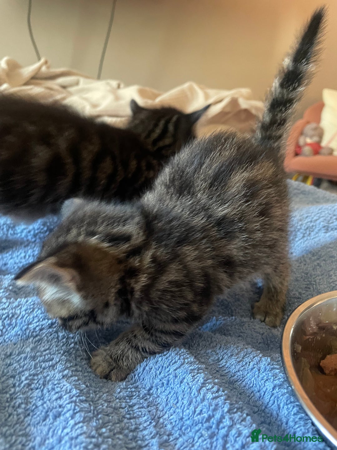 Domestic Shorthair cats for sale: Male 8 week kitten  - Image 3