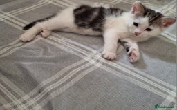 Mixed Breed cats for sale: 3 Adorable Fluffy Kittens - Image 10