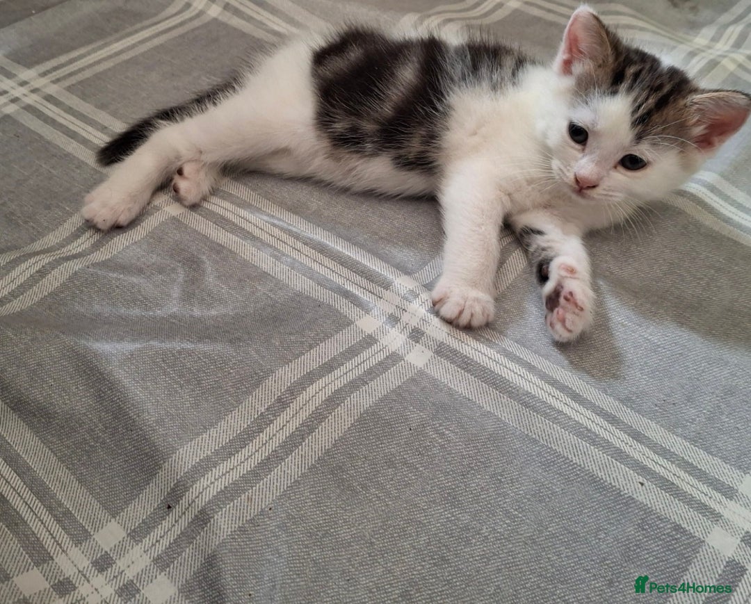 Mixed Breed cats for sale: 3 Adorable Fluffy Kittens - Image 10