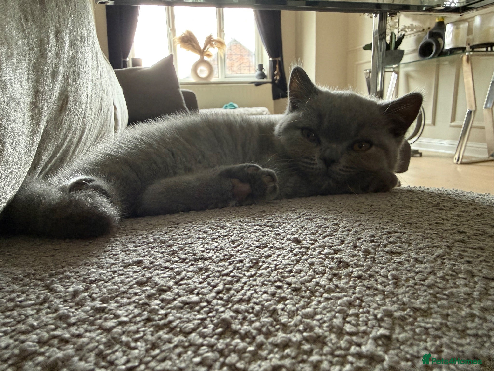 British Shorthair cats Gorgeous chunky bsh blue kittens  - Advert 2
