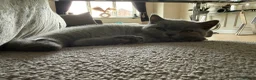 British Shorthair cats for sale: Last girl, collection 21/8  - Advert 2