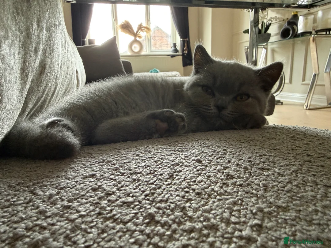British Shorthair cats for sale: Last girl, collection 21/8  - Advert 2