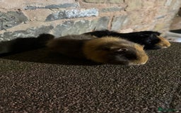 Guinea Pig rodents for sale: Stunning baby female guinea pigs  - Image 5