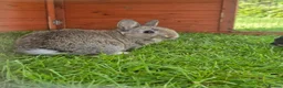 Netherland Dwarf rabbits for sale: Purebred Netherland Dwarf - Advert 2