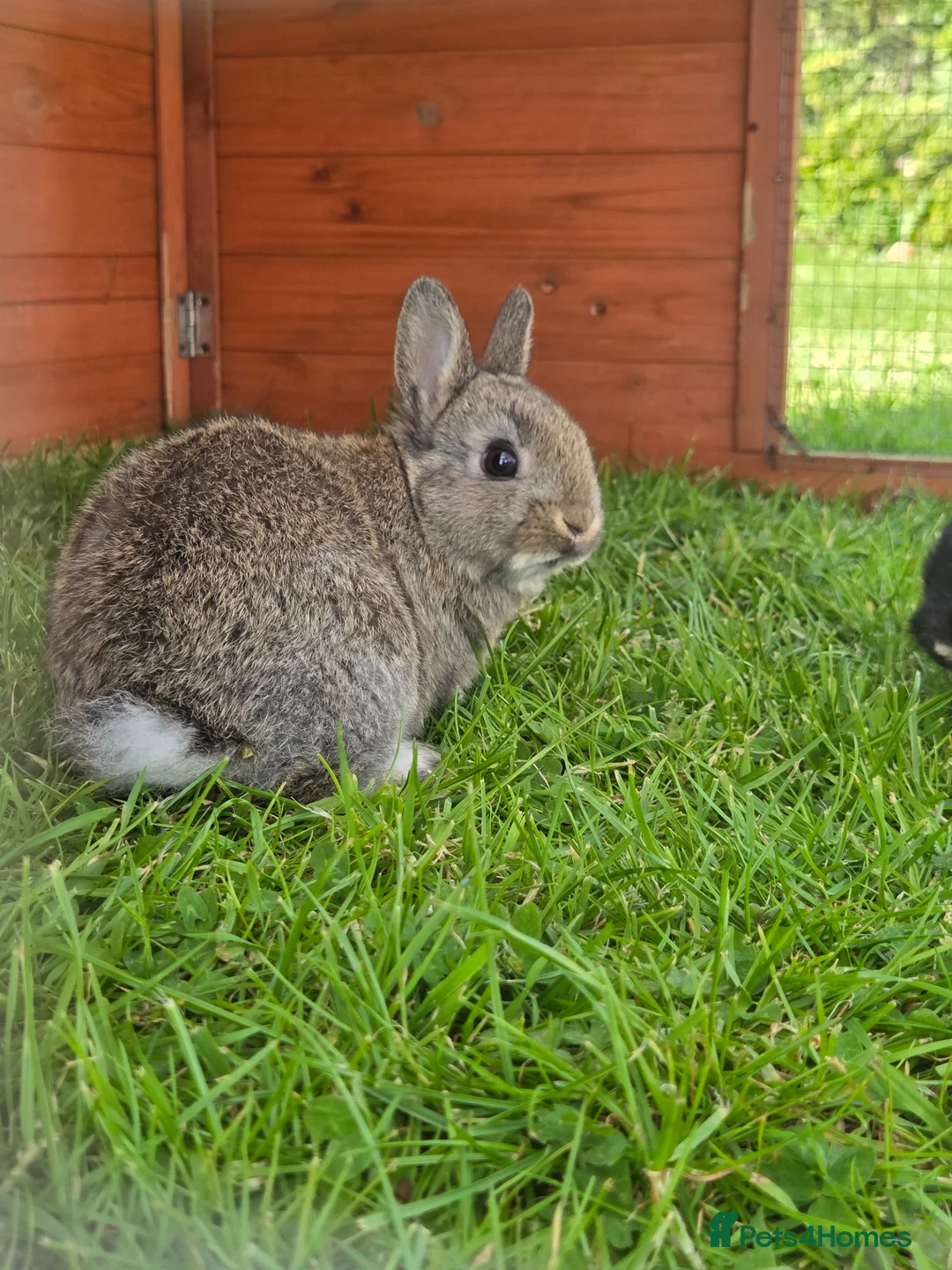 Netherland Dwarf rabbits for sale: Purebred Netherland Dwarf - Advert 2