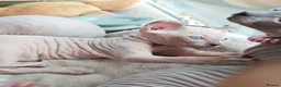 Dwelf cats for sale: Dwelf and Elf kittens for the best homes.  - Advert 18