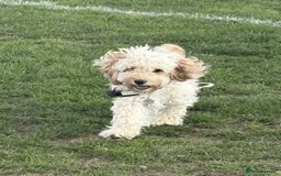 Cockapoo dogs for sale: Cockapoo puppy - Image 4