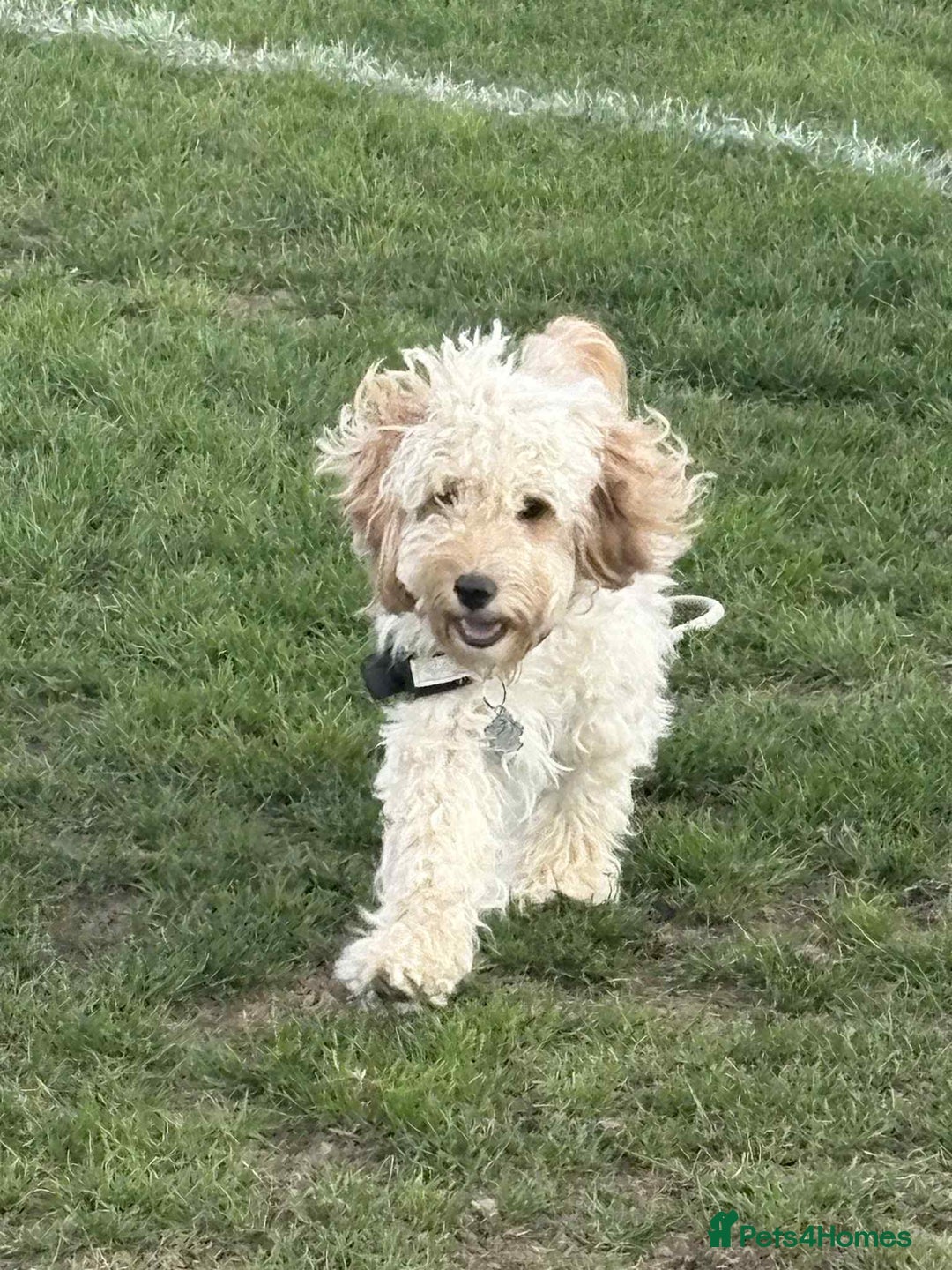 Cockapoo dogs for sale: Cockapoo puppy - Image 4