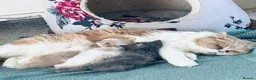 British Shorthair cats for sale: British short hairxPersian kittens - Advert 7
