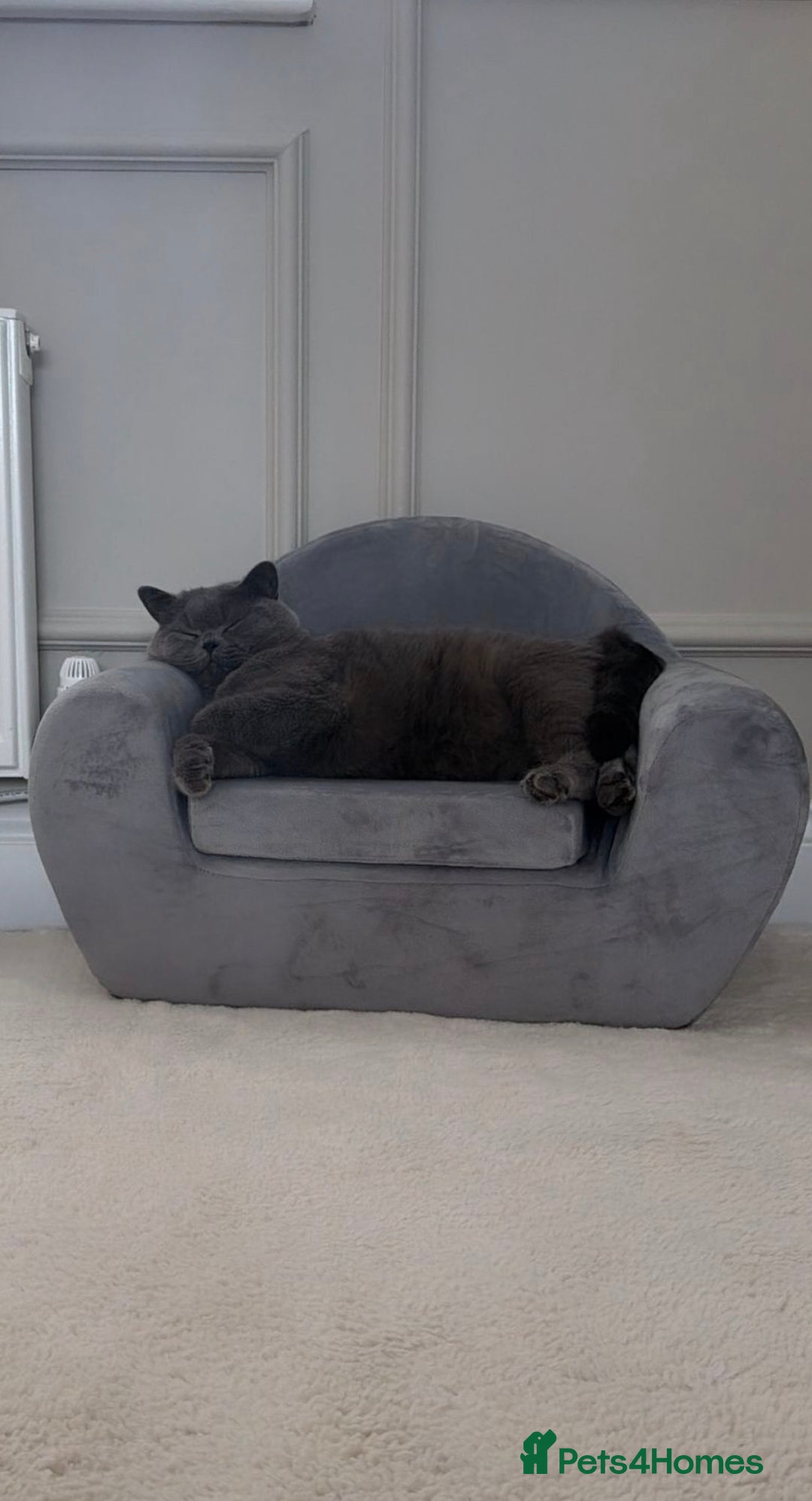 British Shorthair cats for sale: British Blue Shorthair cat - Advert 4