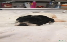Jackapoo dogs for sale: Jack Russell mix - Image 4