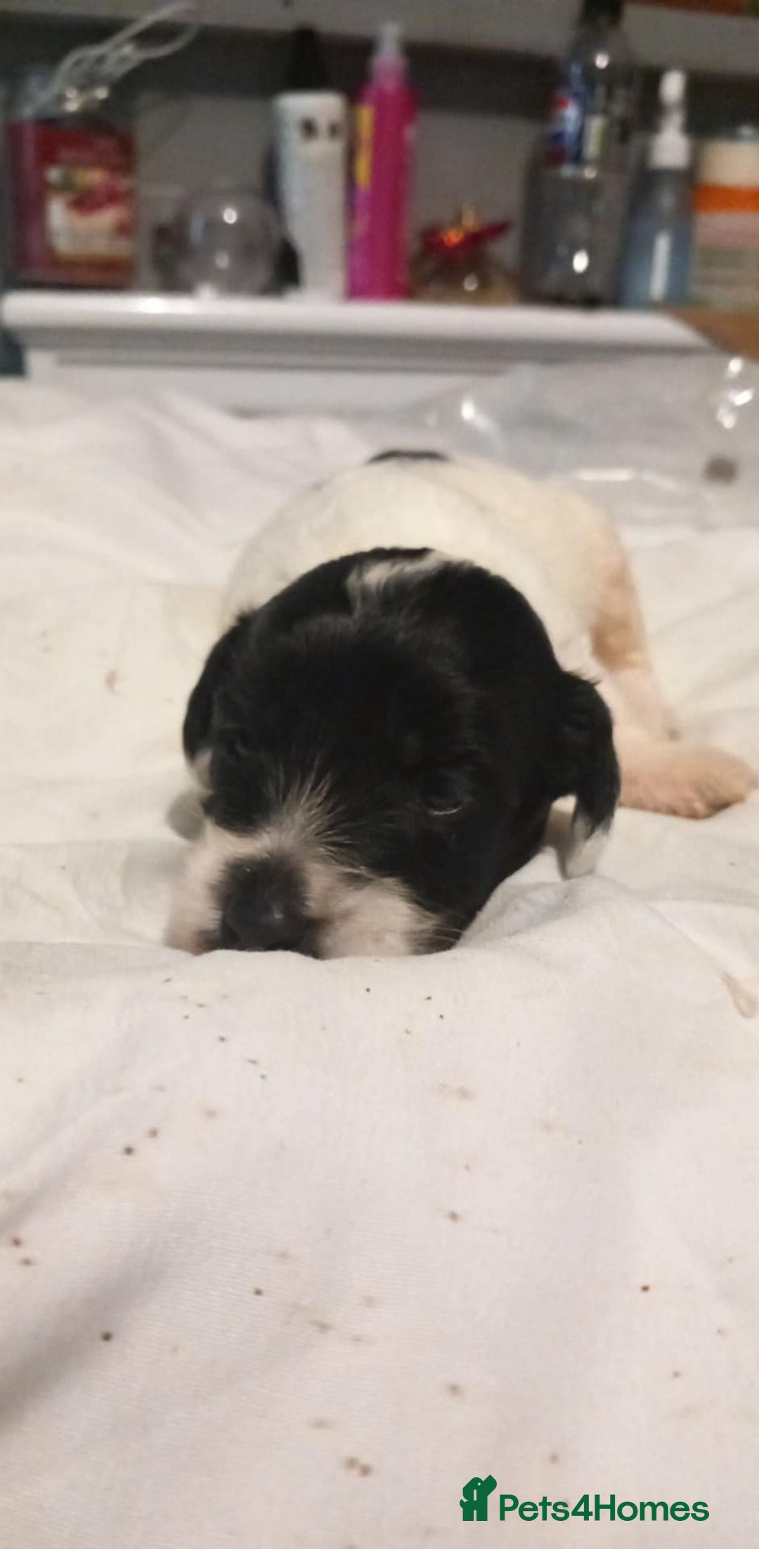 Jackapoo dogs for sale: Jack Russell mix - Image 4