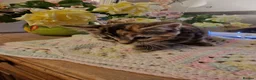 Mixed Breed cats for sale: Beautiful kittens for sale - Advert 9